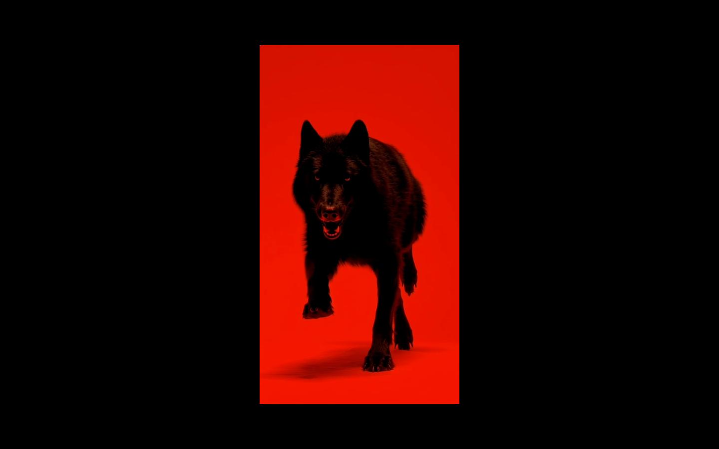 wolf-animation